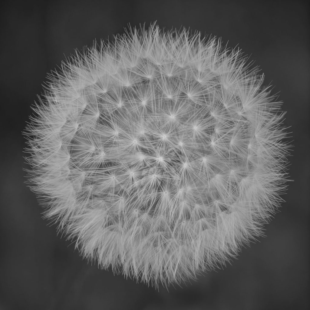 CBingham1-member_artists