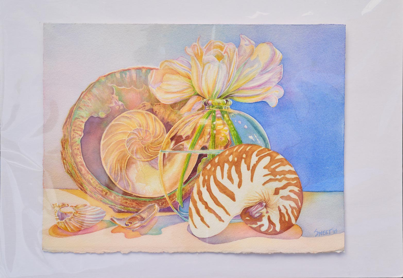 Shell Altar #1 Shell Altar #1 by Susan Sweet